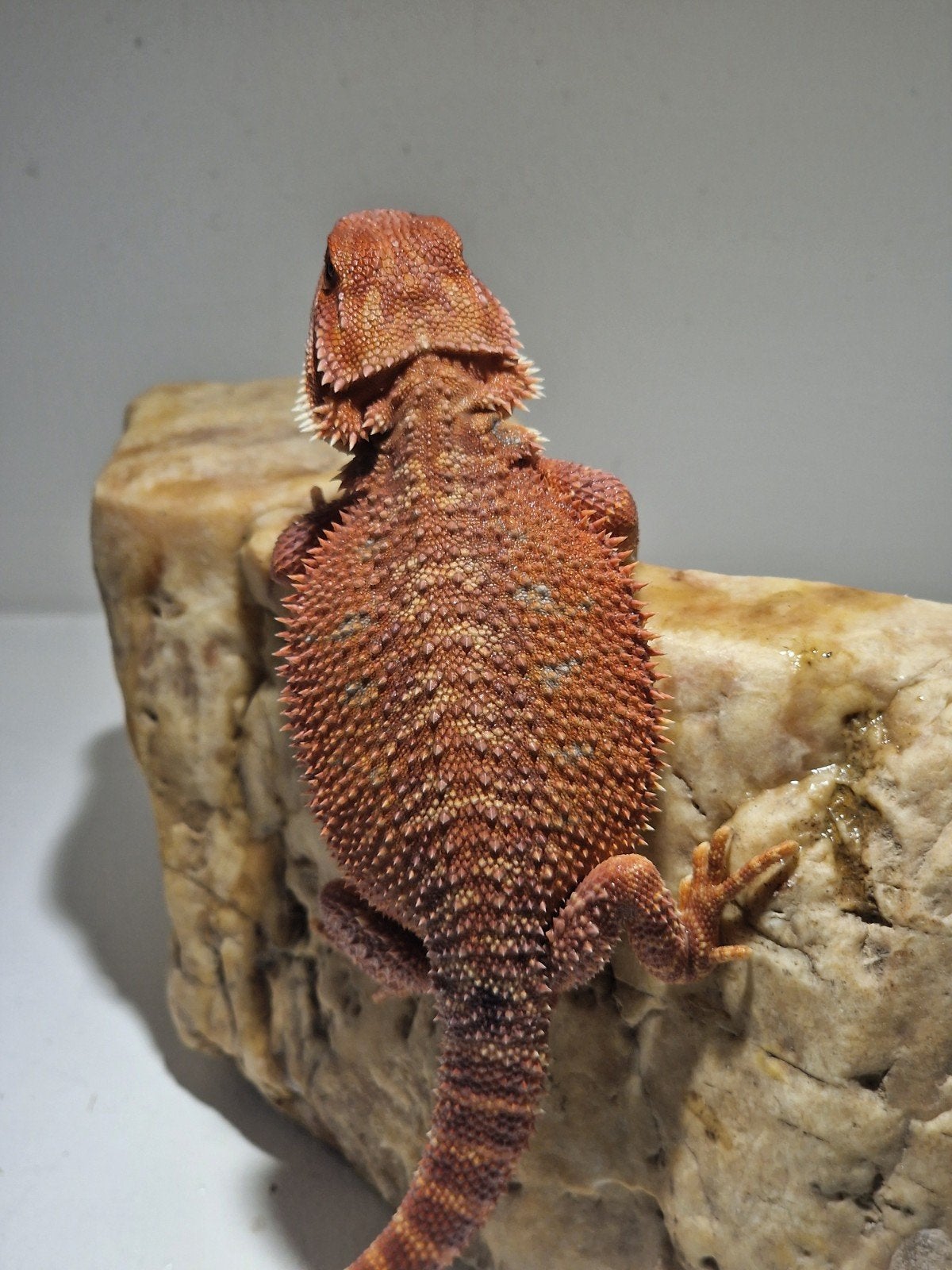 DRACO REPTILES – Prachtige Baardagaam Nakweek Bearded Dragon photo 13
