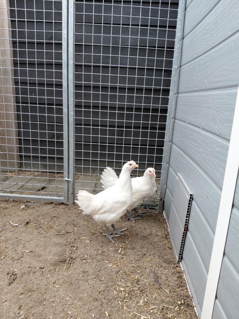 Mooie Poule de Bresse hennen van 10 weken oud, Meerdere dieren, Kip