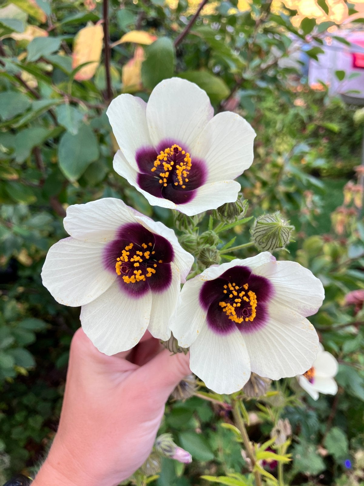 Hibiscus Canabis Kenaf zaden, Verzenden, Voorjaar, Volle zon, Zaad