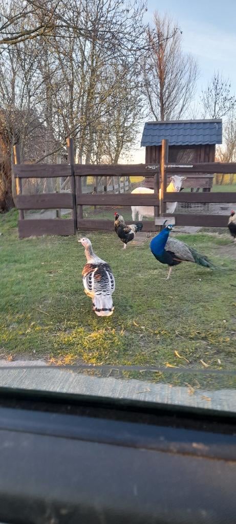 Pauwhanen en enkele kalkoenen te koop, Dieren en Toebehoren, Pluimvee, Meerdere dieren, Kalkoen