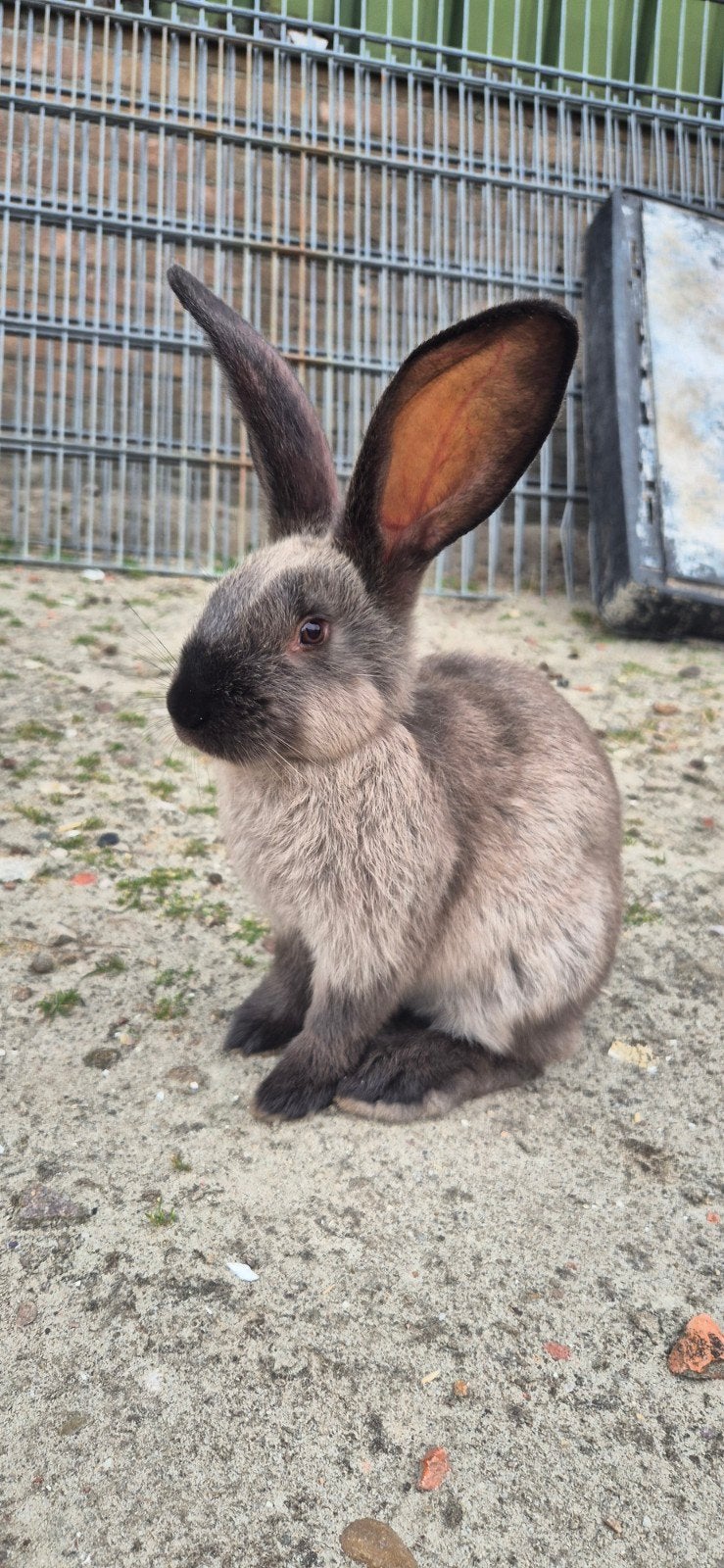 Duitse reuzen sables, Dieren en Toebehoren, Konijnen, Groot, Meerdere dieren