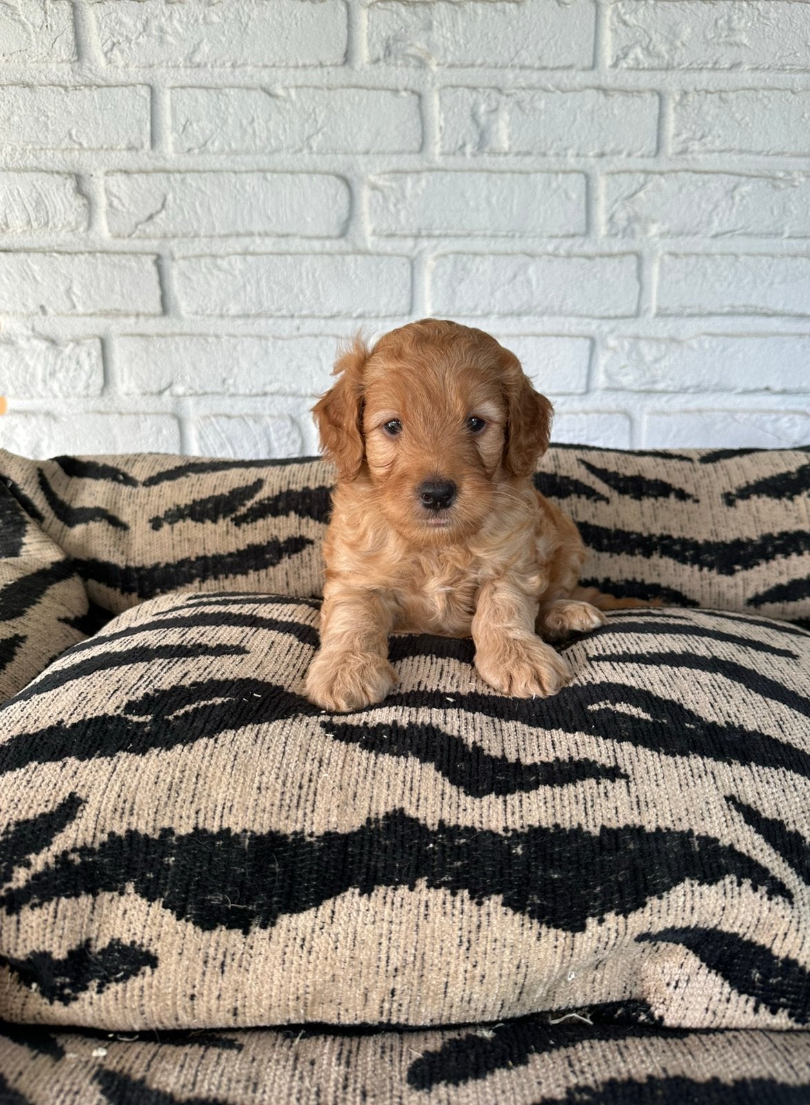 Mini labradoodle pups labradoodle x toy poedel, Parvo, Nederland, Overige rassen, 8 tot 15 weken