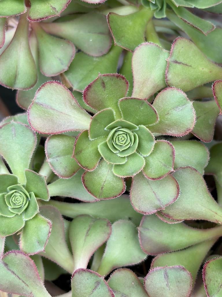Aeonium haworthii. Vetplant. Succulent, Tuin en Terras, Ophalen, Overige soorten, Minder dan 100 cm