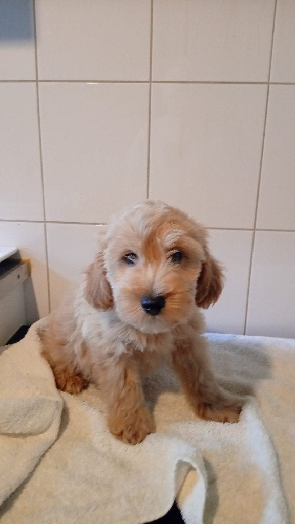 mooie puppy,s labradoodles 1reutje, Nederland, Overige rassen, 8 tot 15 weken, Meerdere