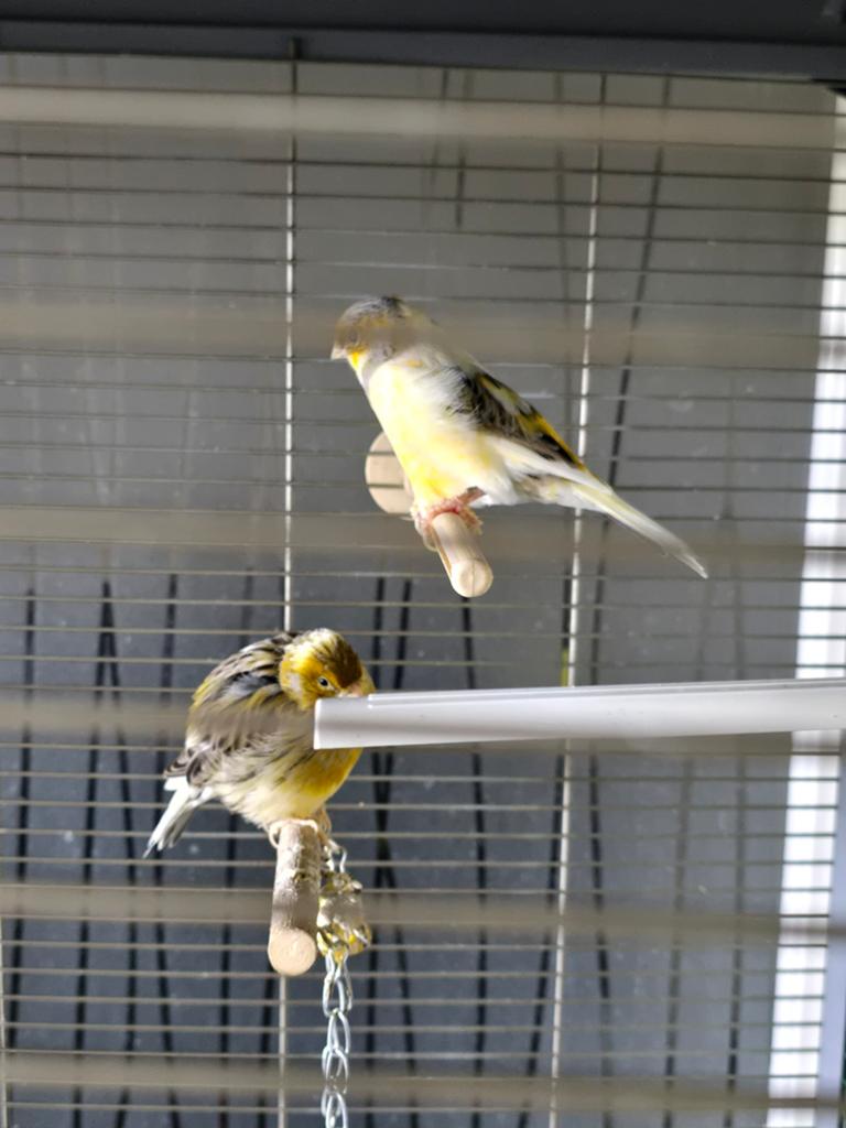Kanarie Vader en zoon(mei25), Dieren en Toebehoren, Vogels | Kanaries, Mannelijk, Kleurkanarie