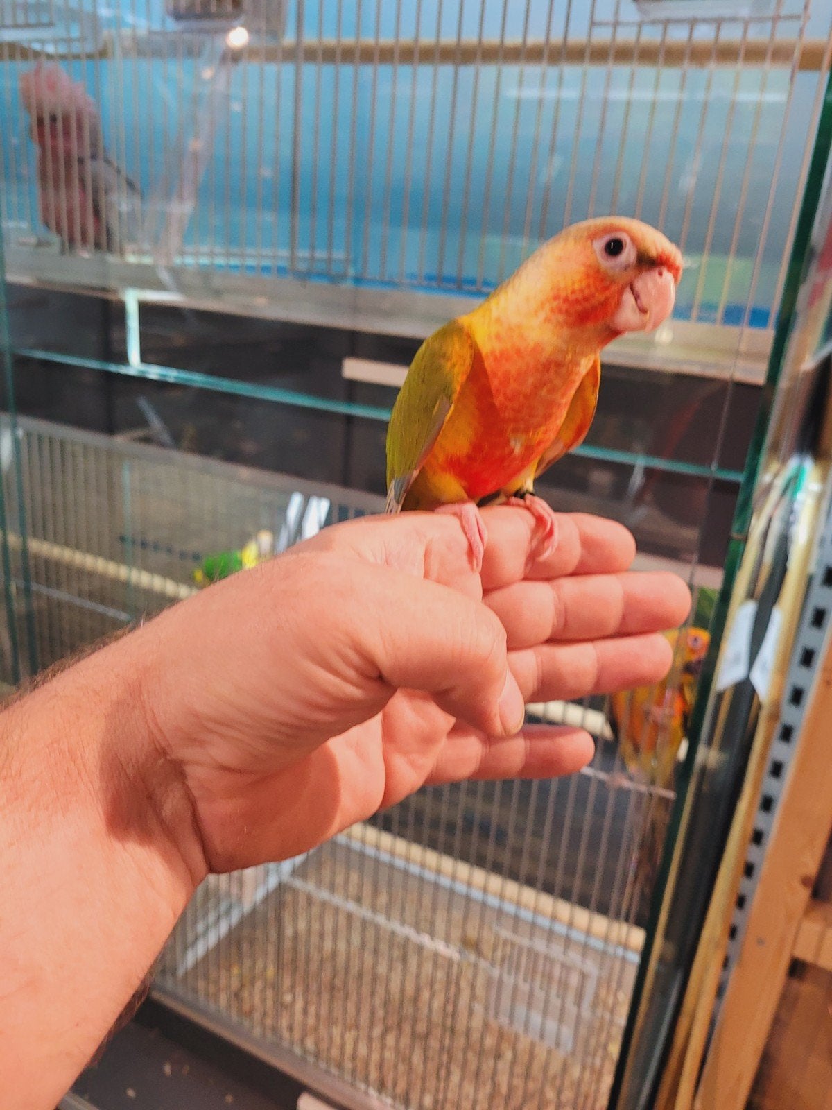 pyrrhuras super lief en super tam., Meerdere dieren, Parkiet, Tam