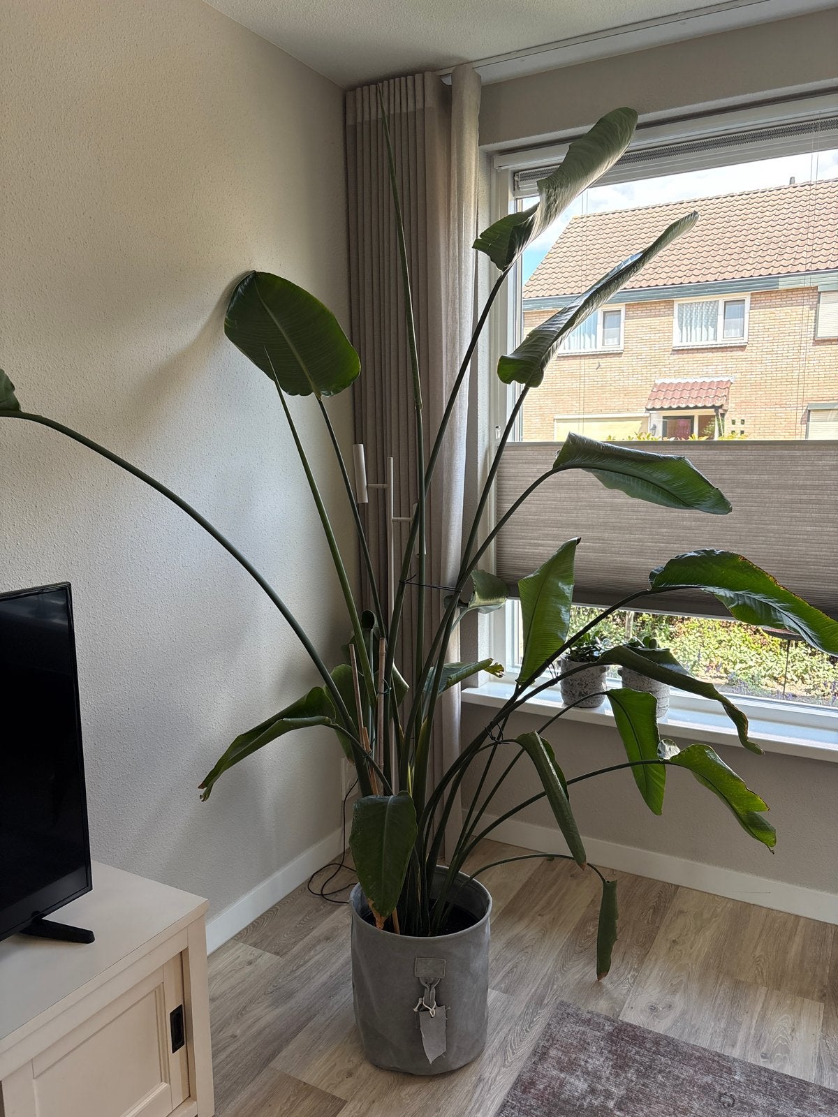 Grote Strelitzia Nicolai - Paradijsvogelplant, Volle zon, Vaste plant, Bloeit niet, Ophalen