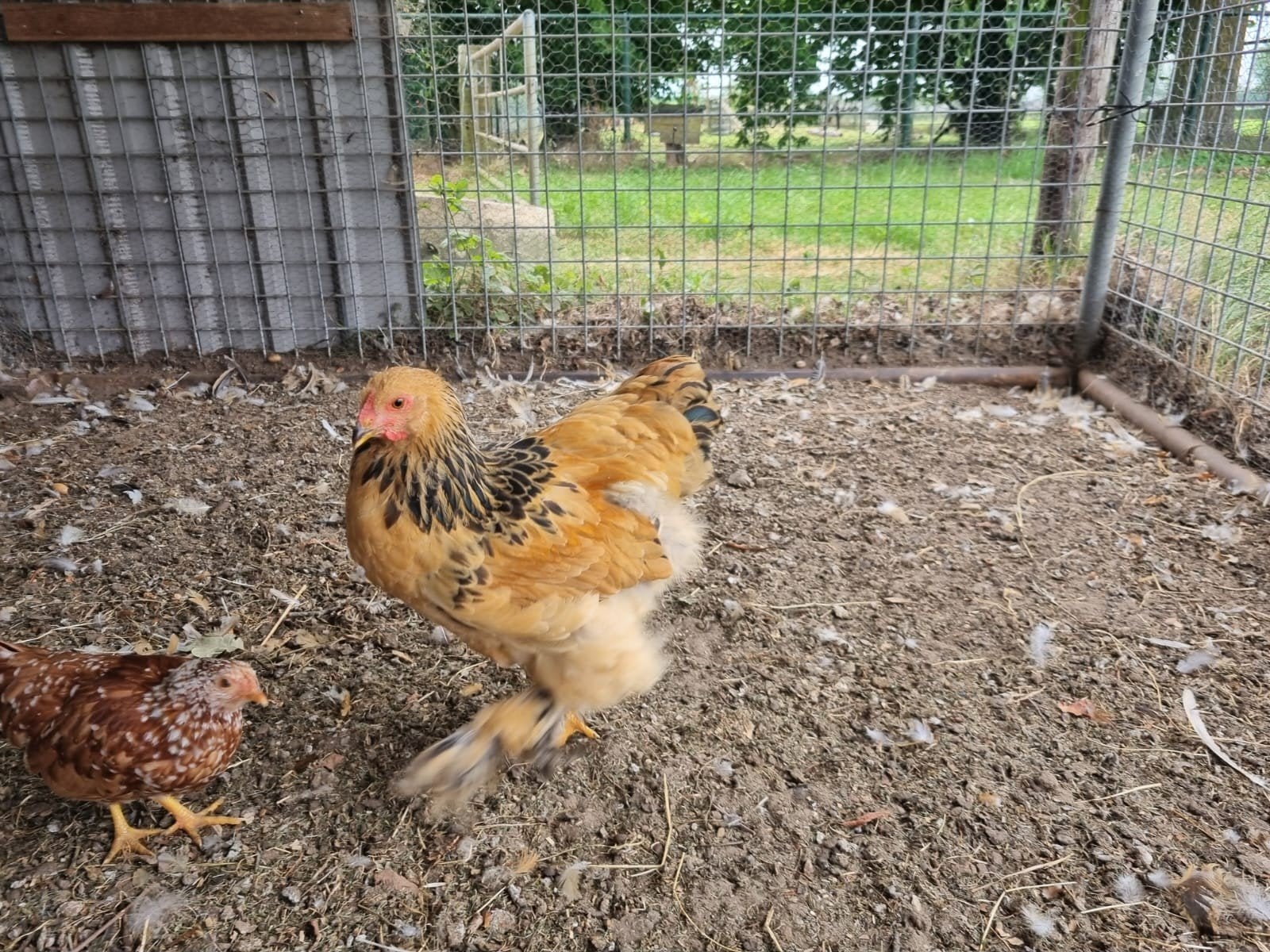 Brahma haan 3mnd oud, Dieren en Toebehoren, Mannelijk, Kip