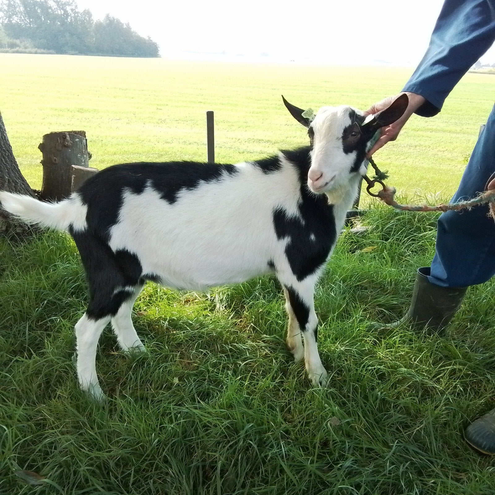 bonte bok ter dekking / dekbok, Dieren en Toebehoren, Mannelijk, Geit