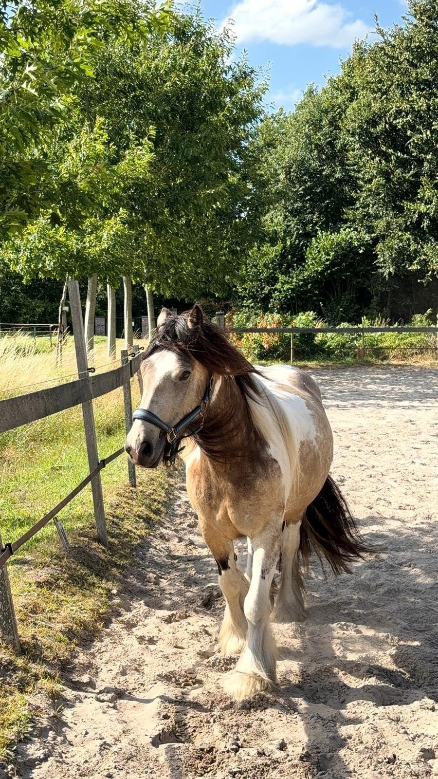 Te koop, nederlands gefokte 3 jarige Tinker merrie, Dieren en Toebehoren, Merrie, Minder dan 160 cm, Met stamboom, Niet van toepassing
