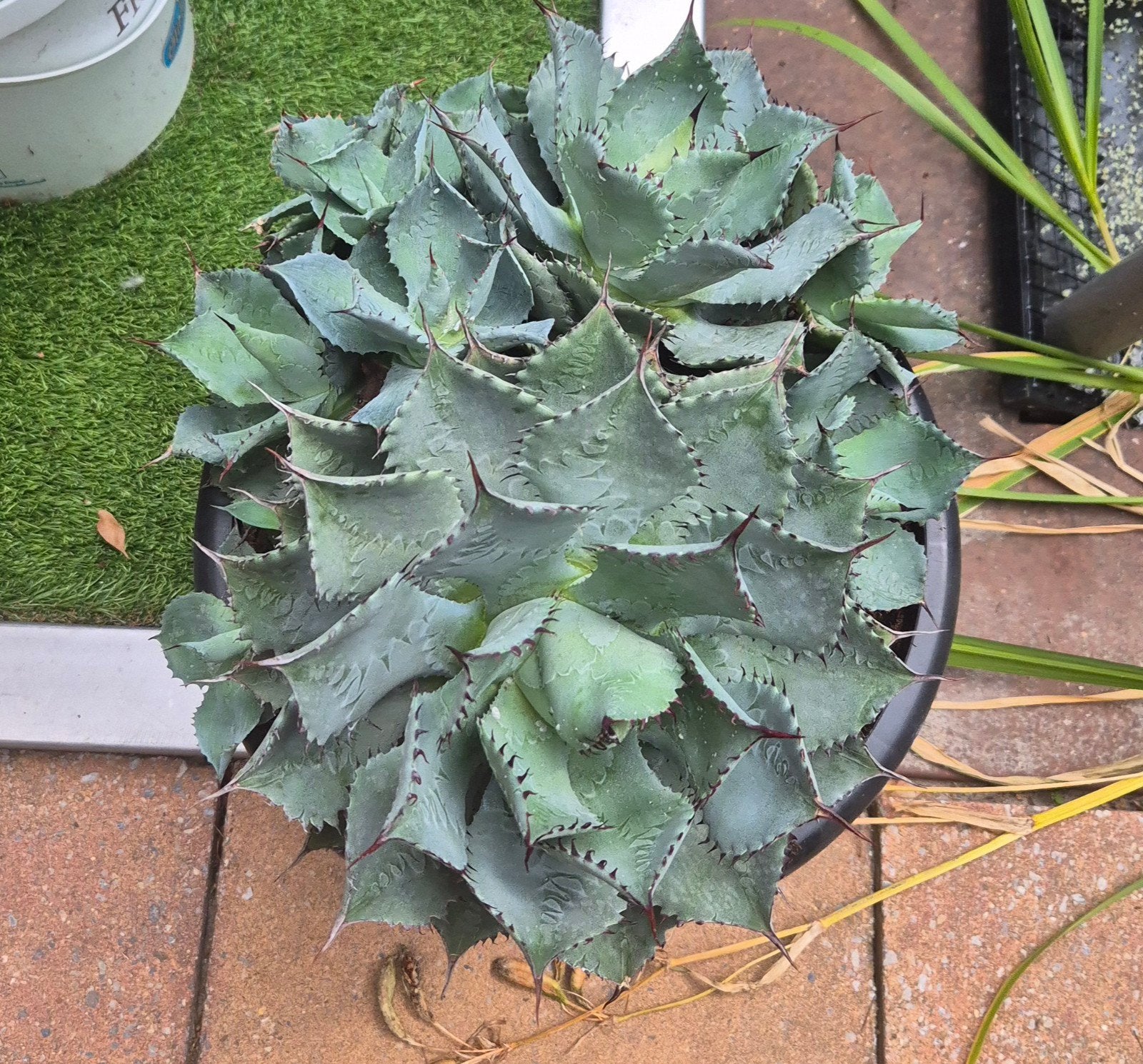 Mooie grote groep agave parry cactus, Ophalen, Bloeit niet, Overige soorten, Volle zon