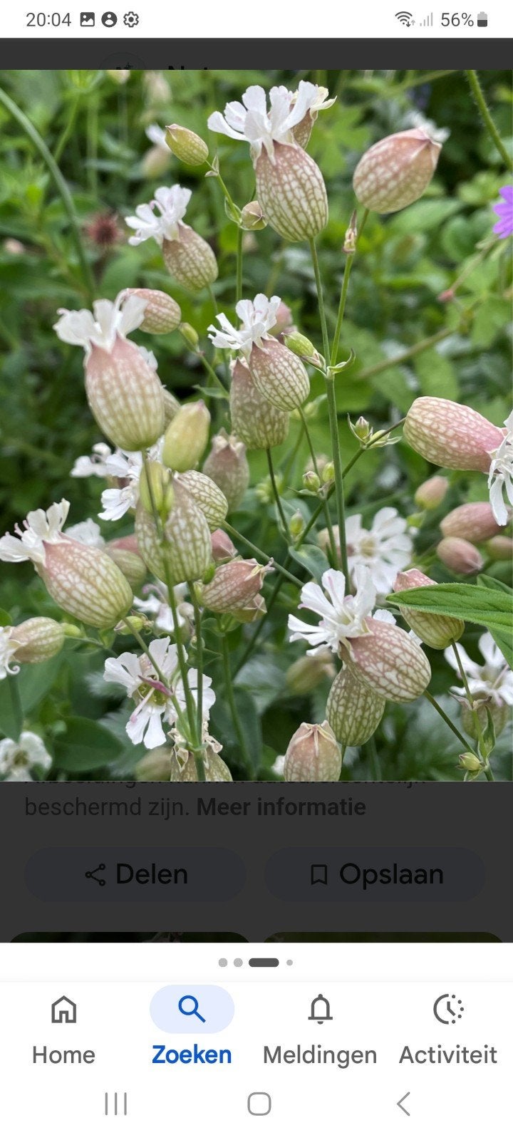 BLAASSILENE, BLAASJESKRUID SILENE VULGARIS INHEEMS, Volle zon, Vaste plant, Zomer, Ophalen