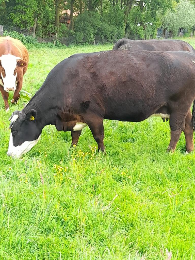 Blaarkop augustus 2020 / september 2025, Meerdere dieren, 3 tot 6 jaar