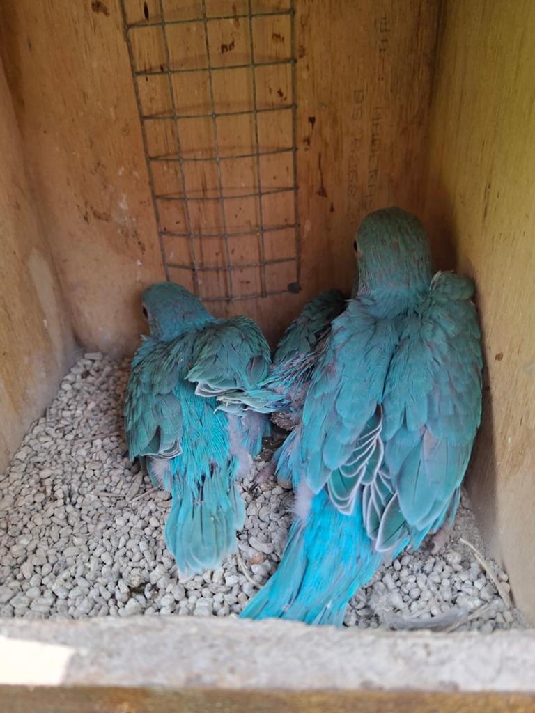 Baby's halsbandparkieten, Geslacht onbekend, Parkiet, Geringd