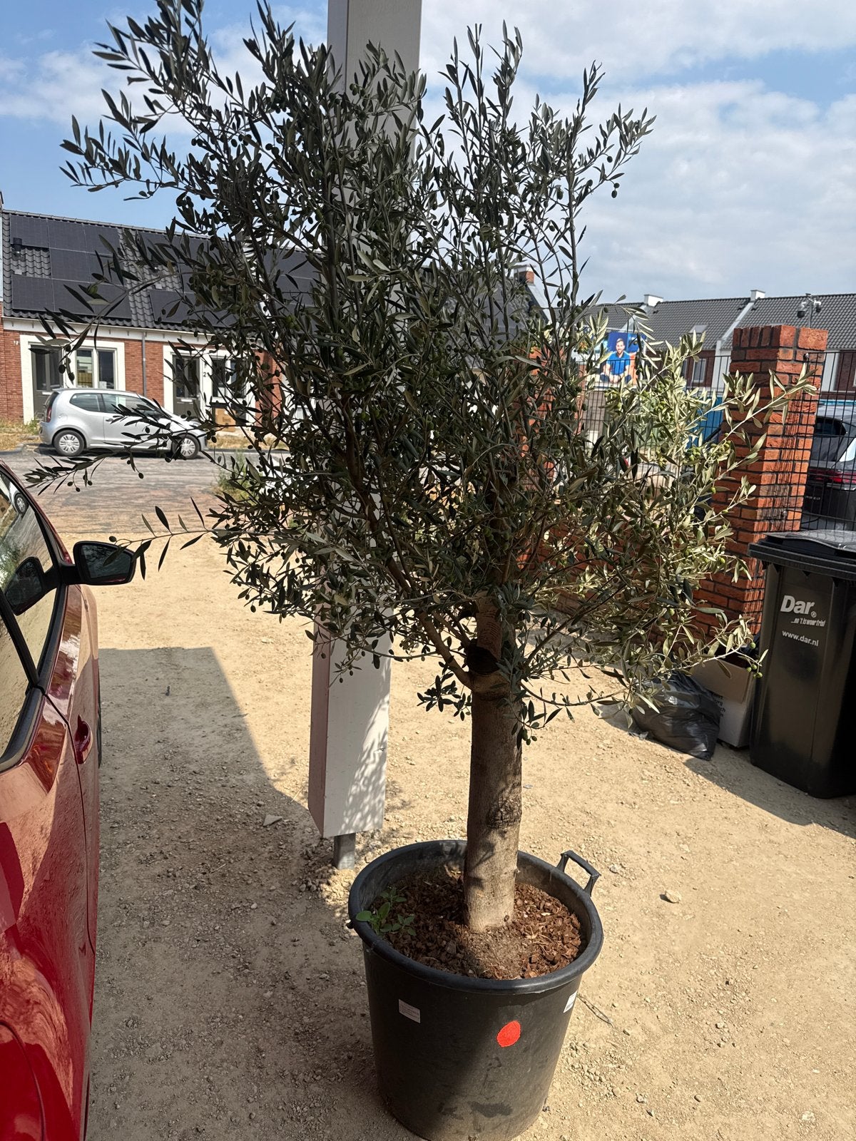 Prachtige Olijfboom in pot - Mediterrane sfeer voor uw tuin, Lente, 100 tot 250 cm, Olijfboom, Ophalen