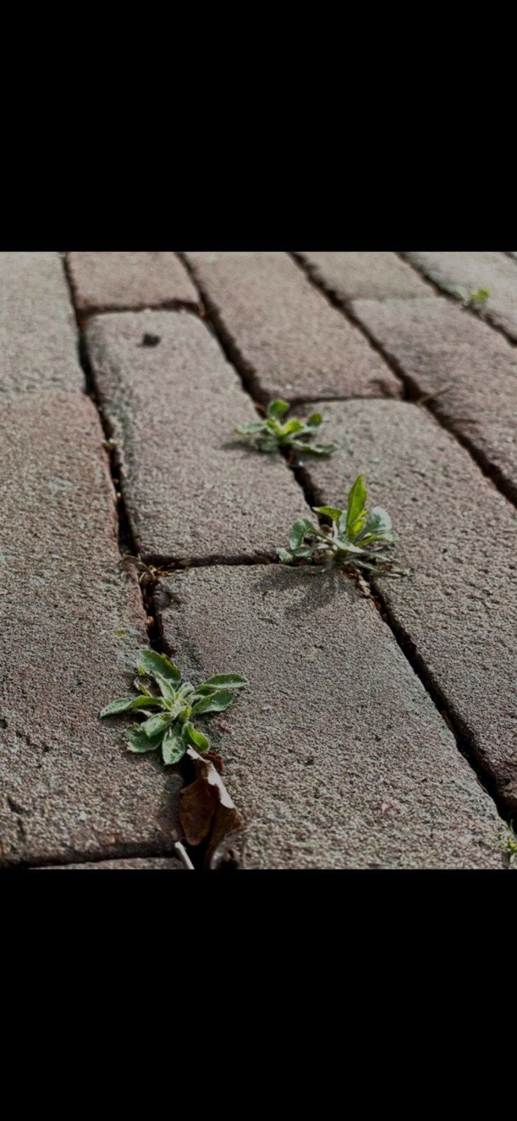 Onkruid verwijderen en tuinonderhoud, Ophalen of Verzenden