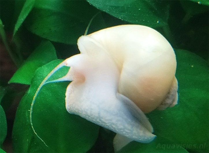 Appelslakken +- 100 stuks, Dieren en Toebehoren, Vissen | Aquariumvissen, Slak of Weekdier