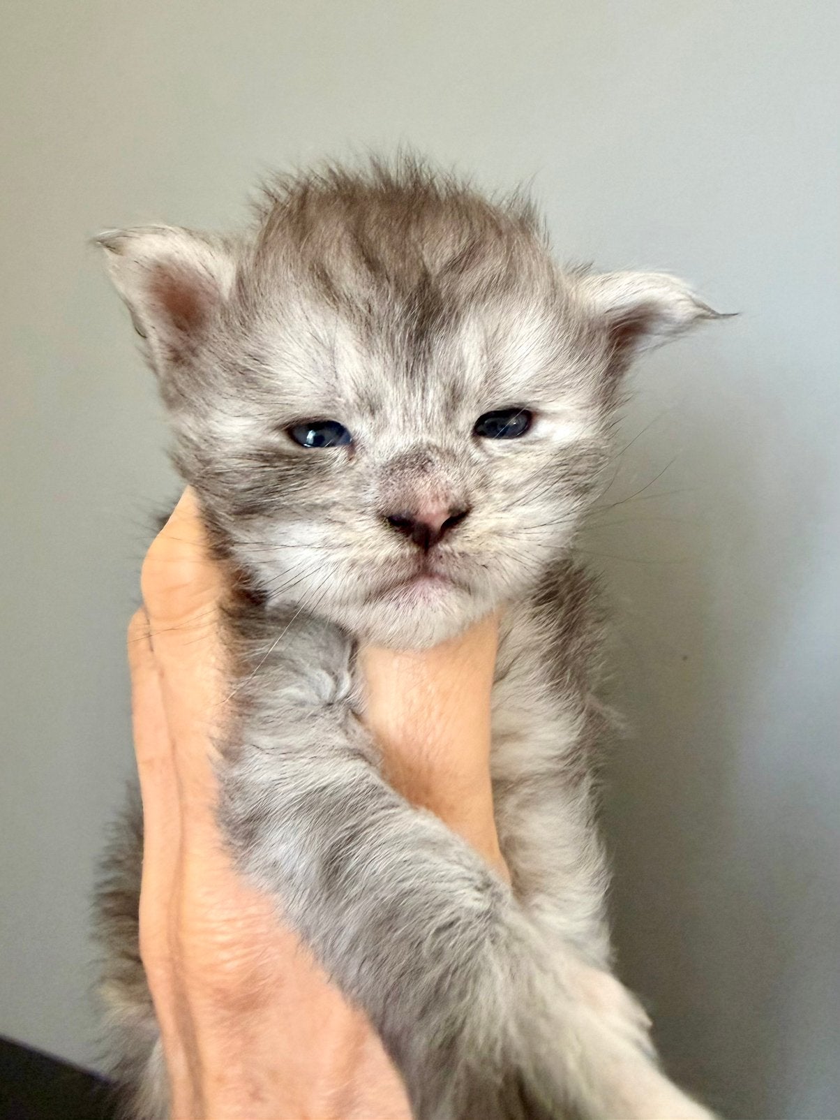 Maine Coon kittens uit geteste lijnen, Meerdere dieren, Met stamboom, 0 tot 2 jaar