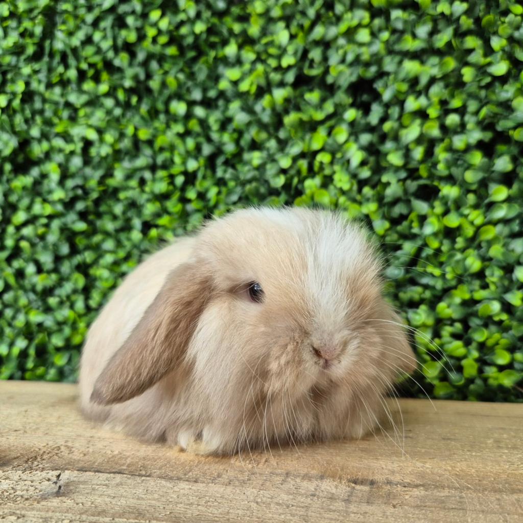 Teddy widder hangoor dwerg konijn/konijntje rammetje, Mannelijk, Dwerg, Hangoor, 0 tot 2 jaar