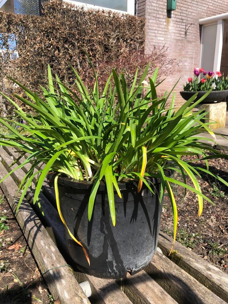 Agapanthus, Ophalen, Overige soorten, Volle zon