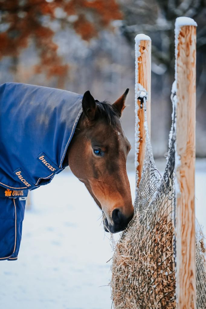 Bucas therapy turnout medium  6.3 190 met hals (M), Dieren en Toebehoren, Ophalen of Verzenden, Zo goed als nieuw