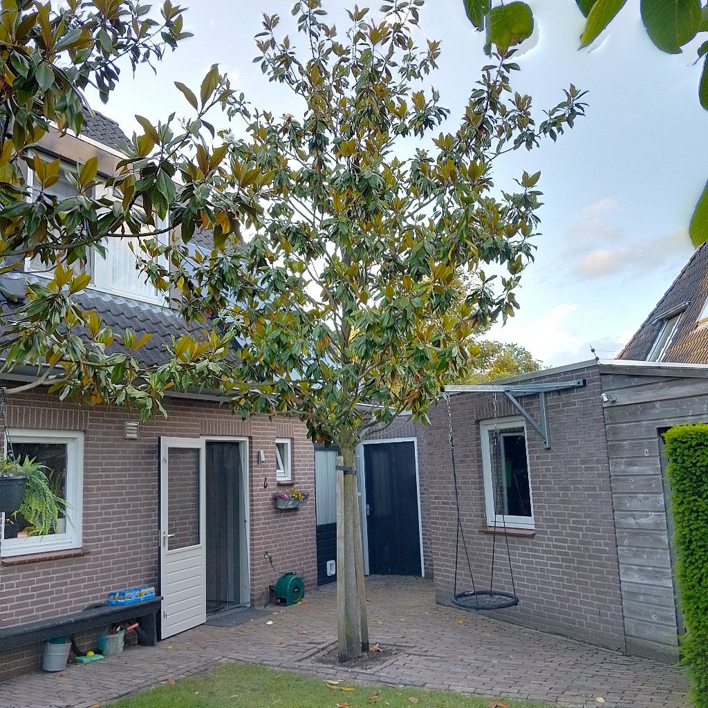 Prachtige Magnolia Grandi  Flora boom 5/6mtr, Overige soorten, Zomer, 400 cm of meer, Ophalen