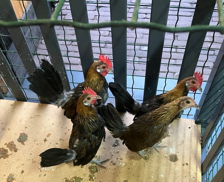 Krielkippen Holandse Hoen, Dieren en Toebehoren, Pluimvee, Meerdere dieren, Kip