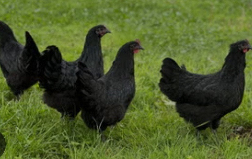 Te koop 4 jonge australorp hennen, Vrouwelijk, Kip