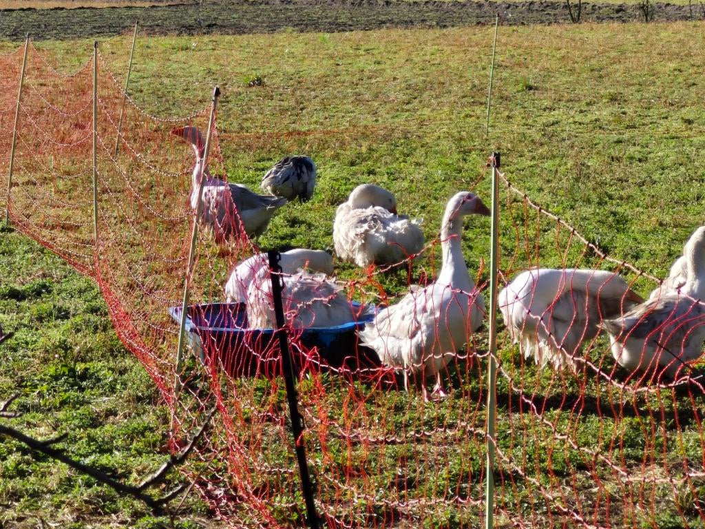 Krulveer ganzen pullen / kuikens te koop., Dieren en Toebehoren, Ophalen, Nieuw, Overige typen