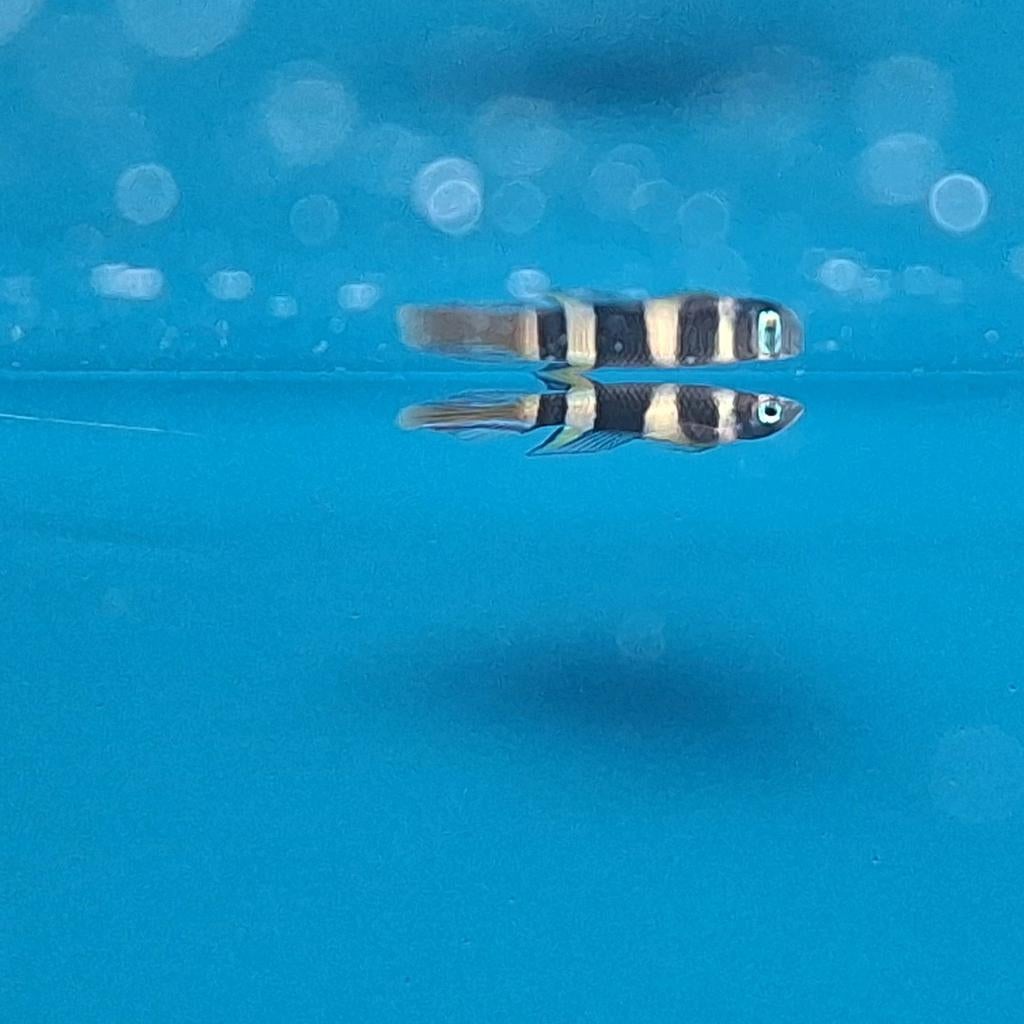 Epiplatys anulatus aquarium vissen kopen, Dieren en Toebehoren, Vissen | Aquariumvissen, Vis