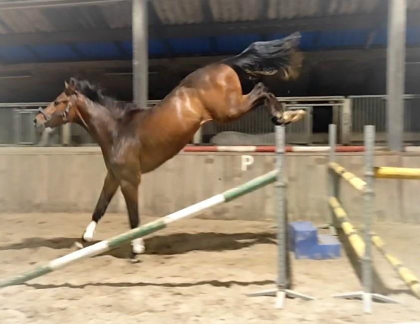 Prachtige grote 2 jarige springruin met veel potentie! ‼️, Springpaard, Met stamboom, Ruin, 0 tot 2 jaar