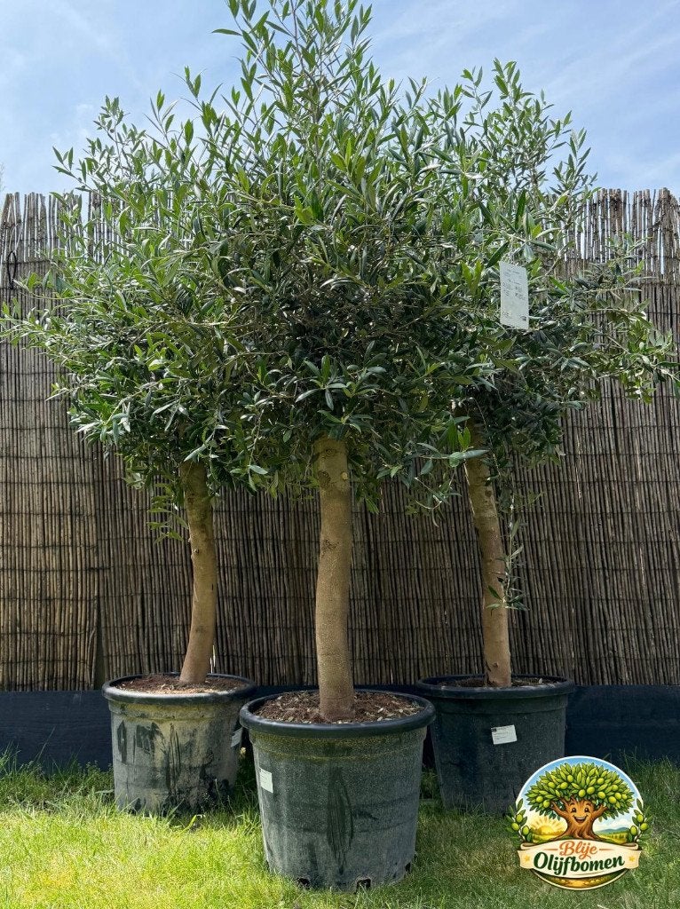 Blije Olijfbomen, waar zelfs de bomen een goed humeur hebben, 100 tot 250 cm, Olijfboom, Ophalen, Volle zon