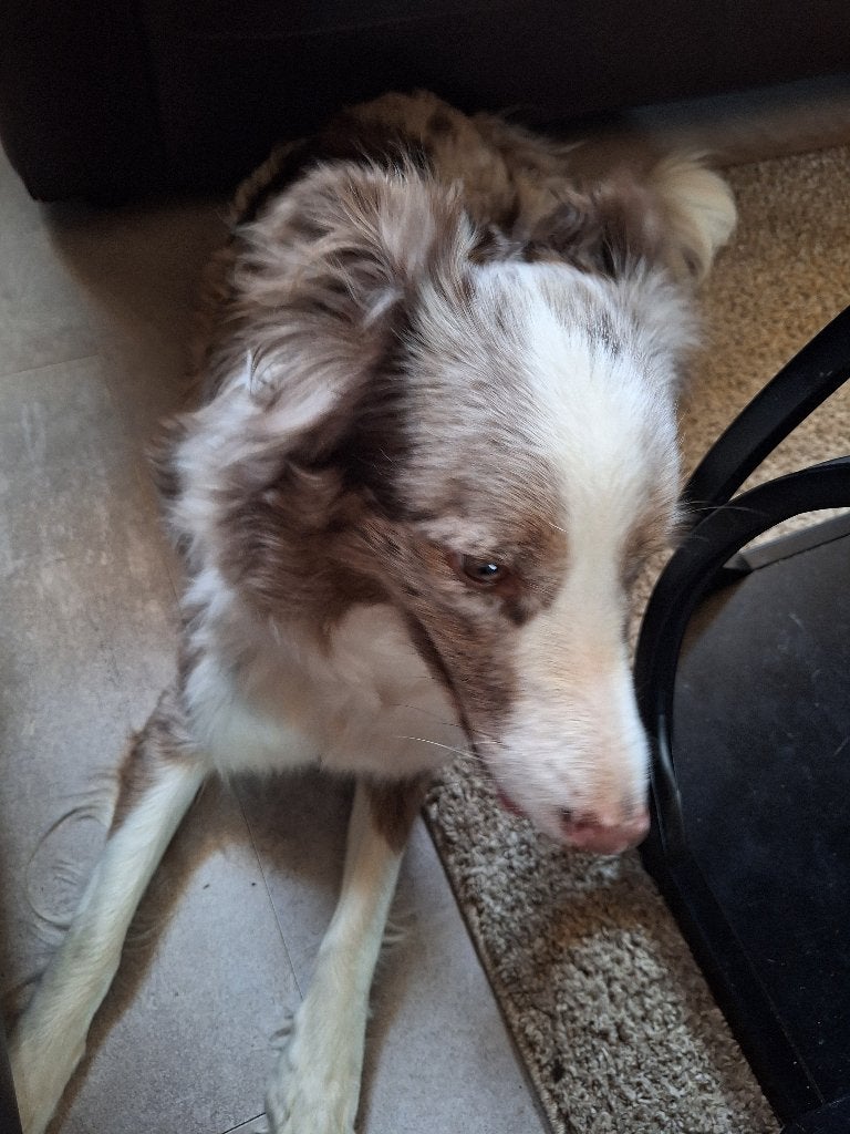 Lieve aanhankelijke hond te koop, Dieren en Toebehoren, Honden | Herdershonden en Veedrijvers, België, Particulier, 1 tot 2 jaar