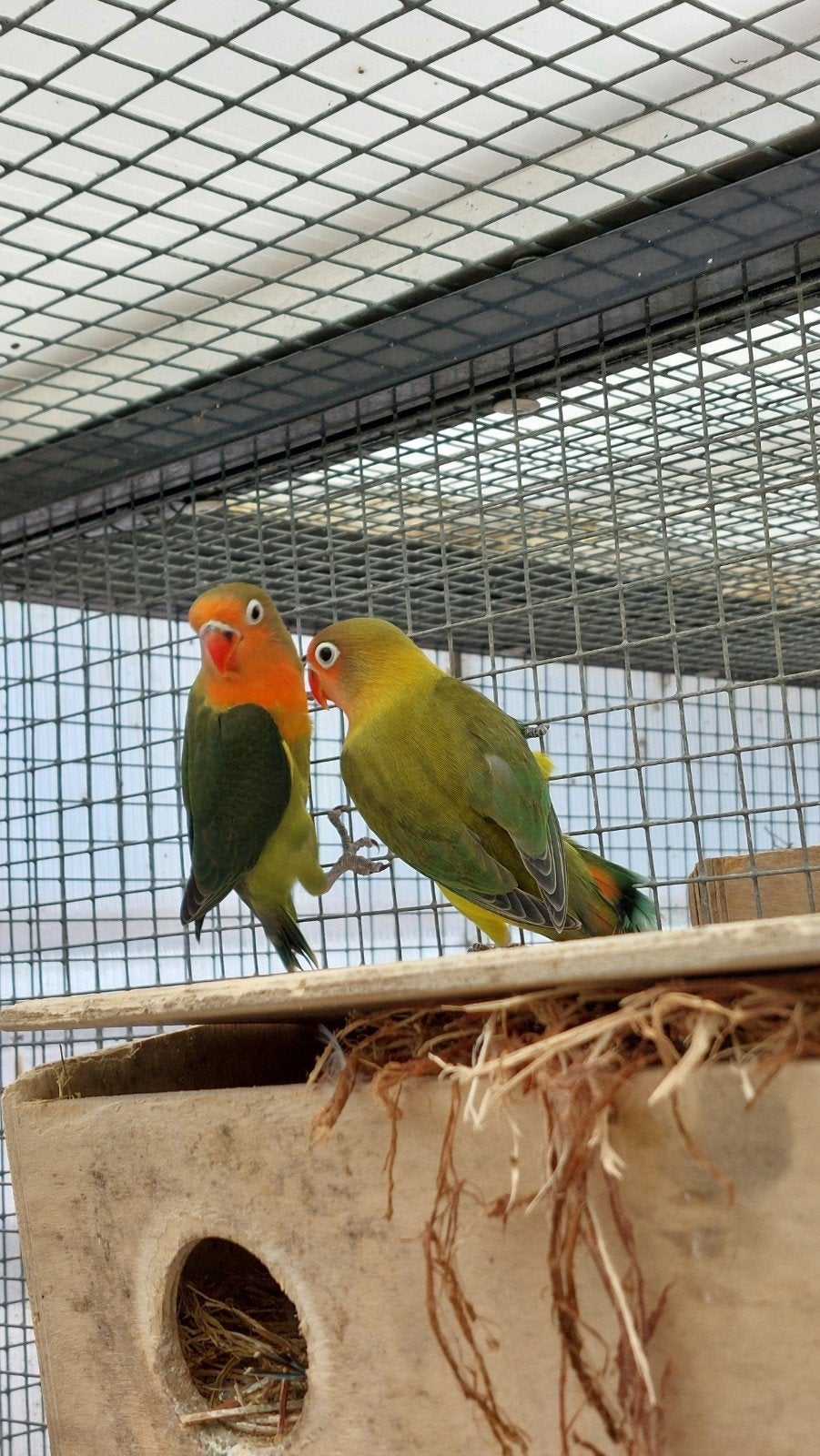2 mooie jonge agapornis fischeri 1 voor €15,00 en 2 €25,00, Dieren en Toebehoren, Vogels | Parkieten en Papegaaien, Geslacht onbekend