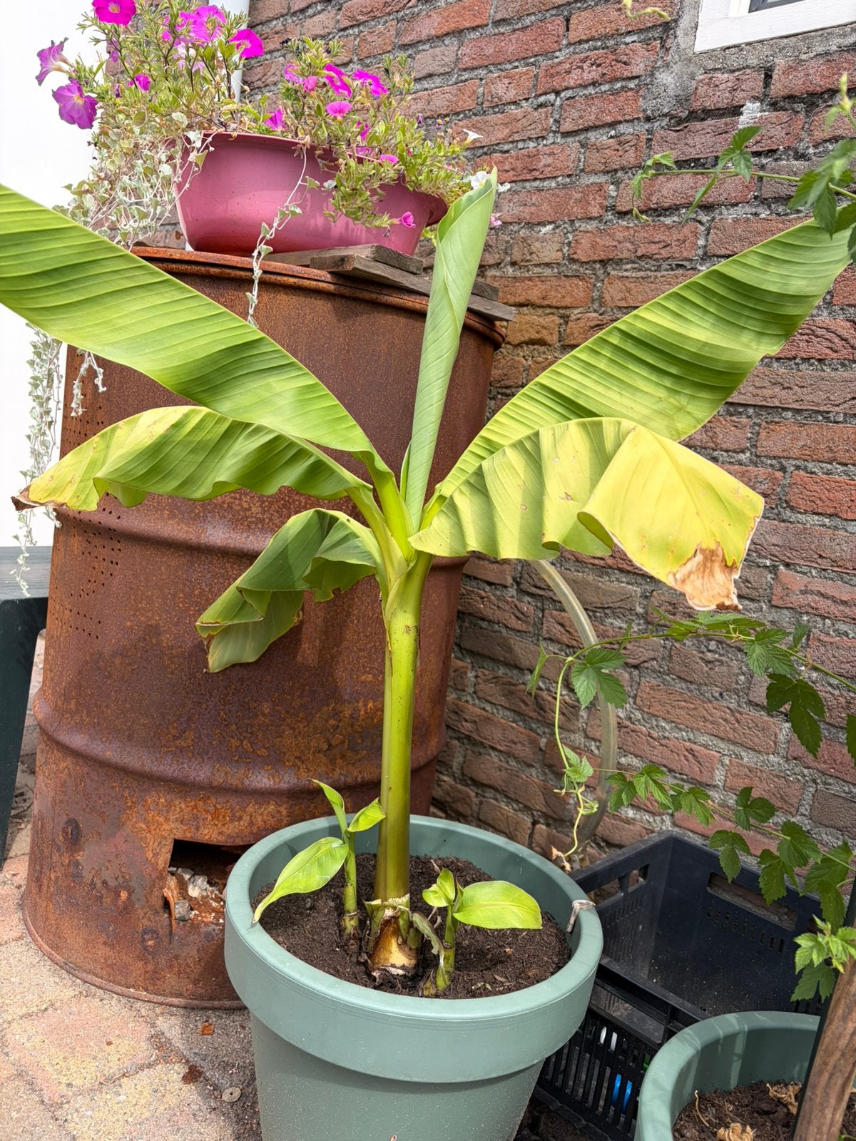 Bananenplanten 4x, Ophalen, Overige soorten, Volle zon