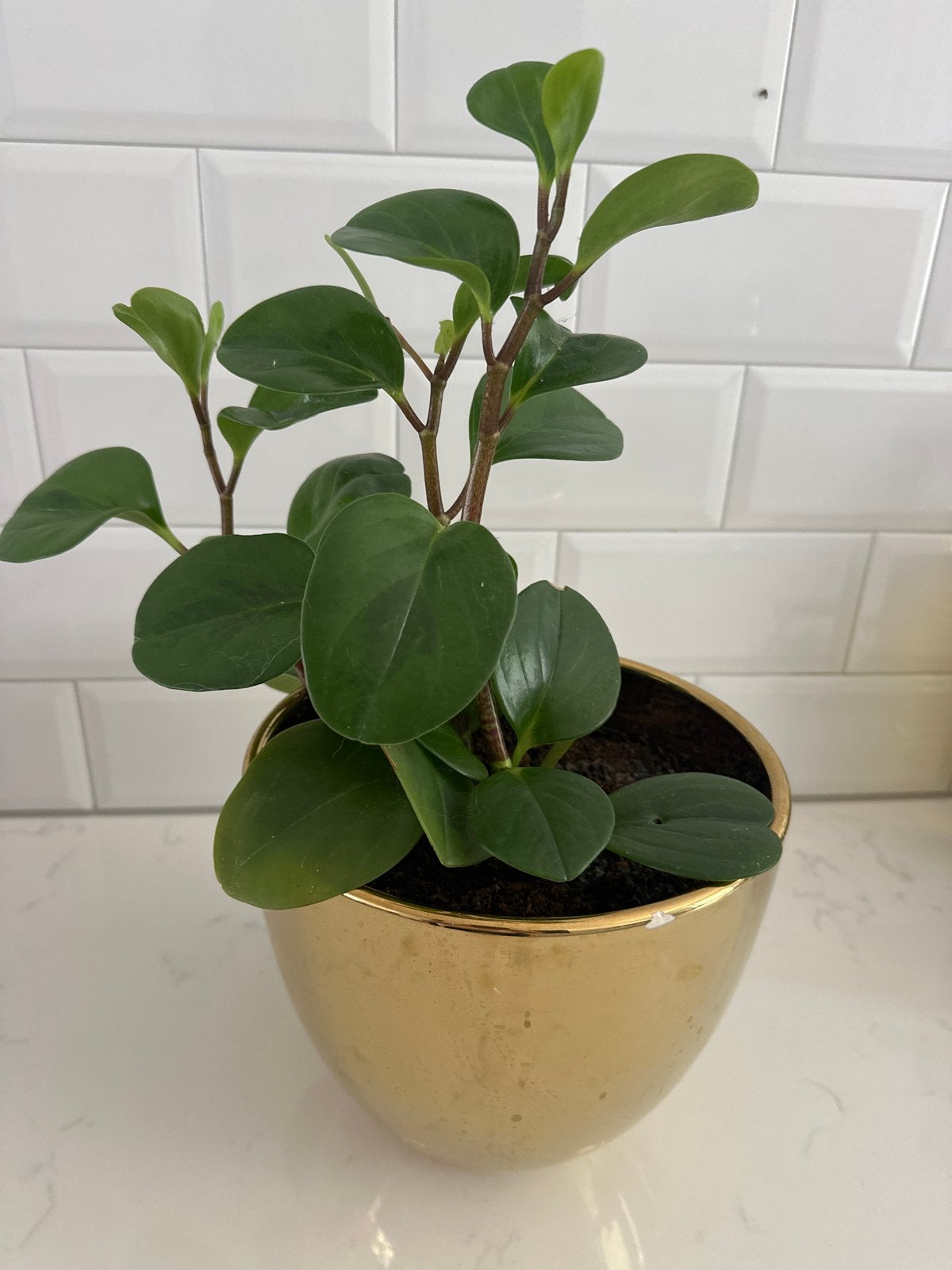 Peperomia obtusifolia in goudkleurige pot, Ophalen, Gebruikt, Goud