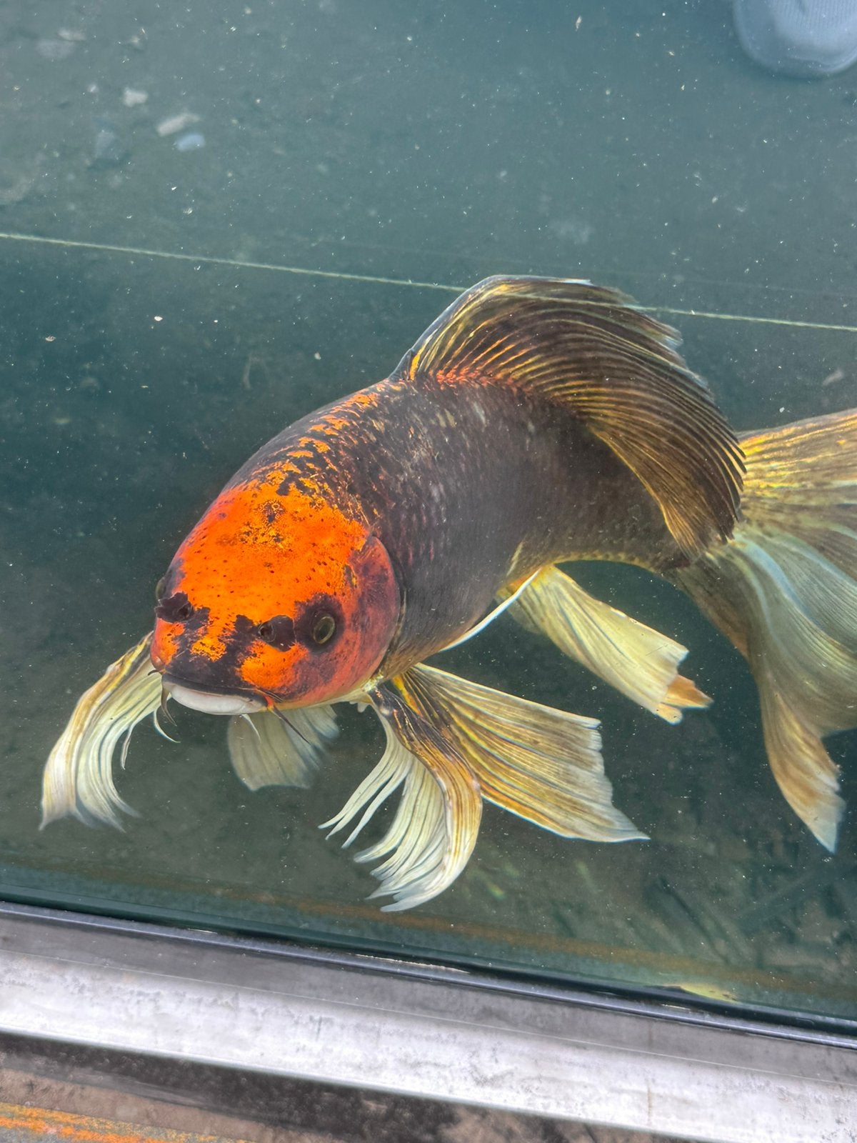Grote butterfly koi 55-60 cm, Karper of Koi
