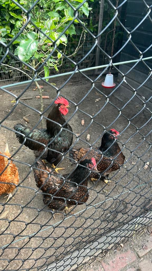 Broedeieren, bevruchte eieren Barnevelder kip kippen, Dieren en Toebehoren, Geslacht onbekend, Kip