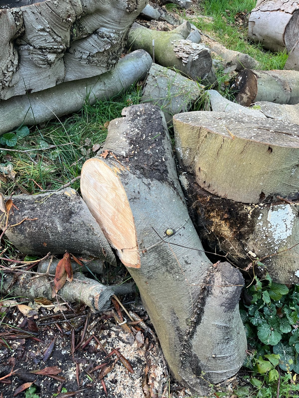 Beukenhout brandhout - Stammen en blokken, Tuin en Terras, 3 tot 6 m³, Ophalen of Verzenden, Beukenhout, Stammen