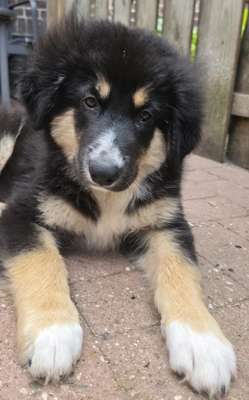 Australian shepherd kruising puppy's, mogen meteen mee., 8 tot 15 weken, Groot, Meerdere, Meerdere dieren