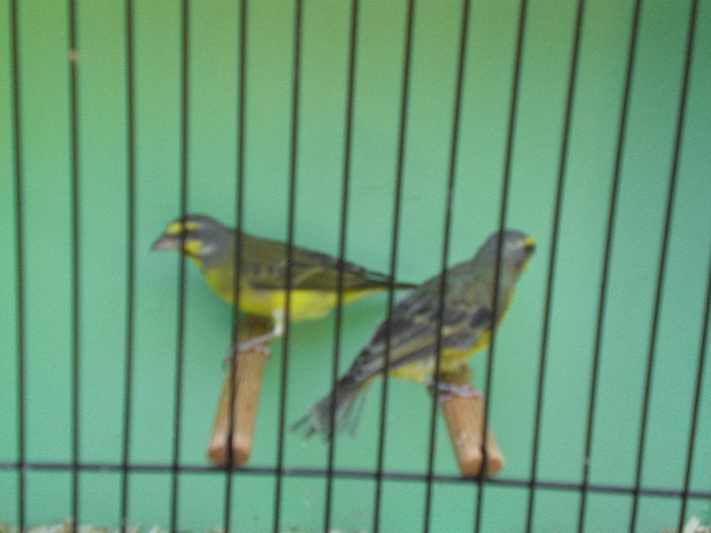 mozambieqsijzen, Meerdere dieren, Tropenvogel