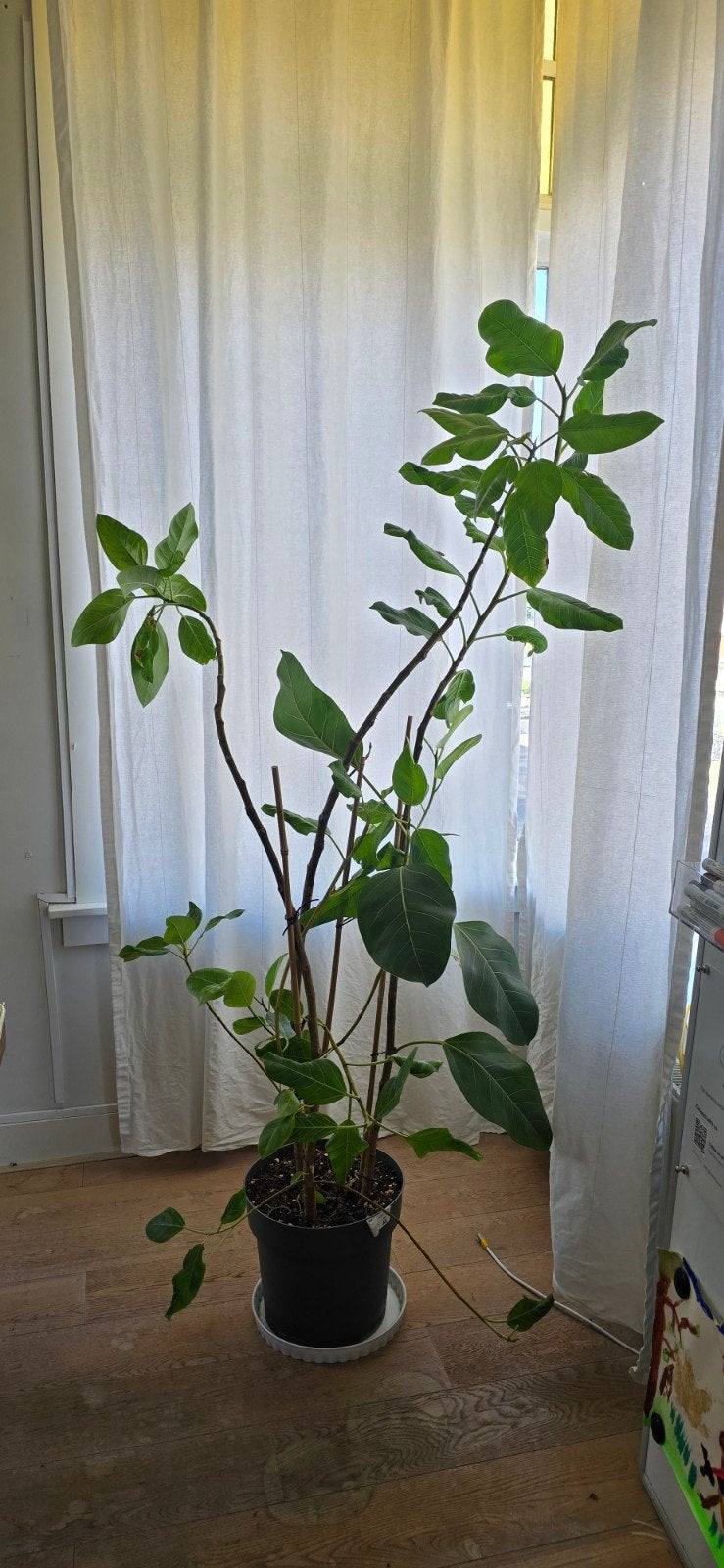 Grote Ficus kamerplant in pot, Huis en Inrichting, Kamerplanten, Ophalen, Ficus, Halfschaduw, In pot