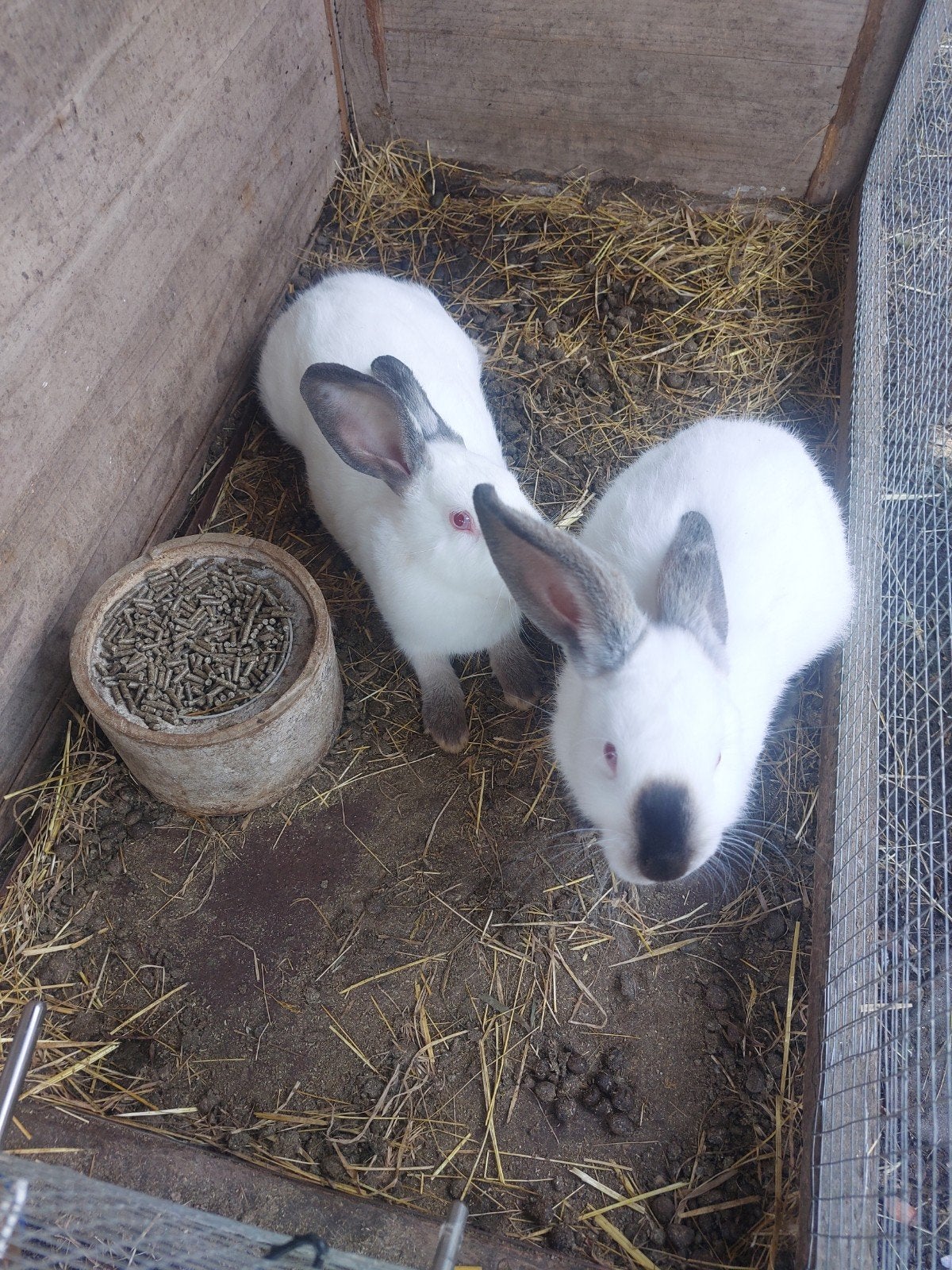 te koop 2 californier konijnen. mannetjes, Dieren en Toebehoren, Mannelijk