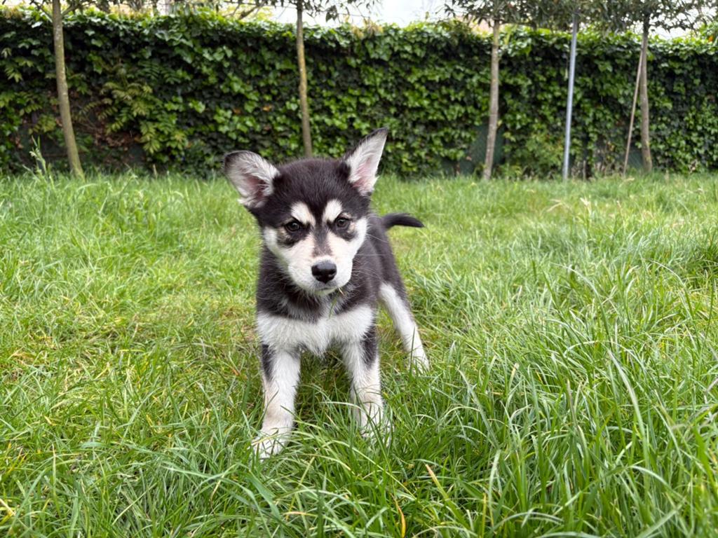 1 prachtig en lief australische husky reutje, Dieren en Toebehoren, Honden | Poolhonden, Keeshonden en Oertypen, Reu, Particulier