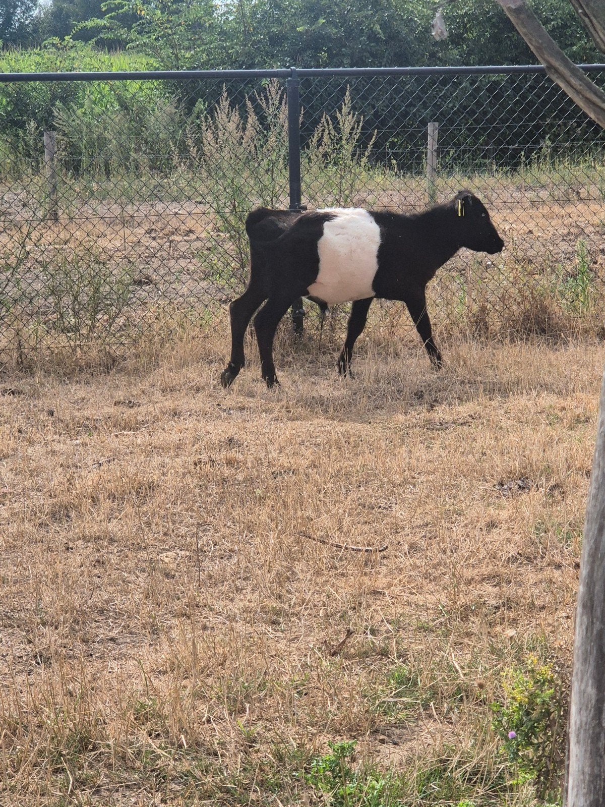 lakenvelder stier, Dieren en Toebehoren, Runderen, Mannelijk, 0 tot 2 jaar