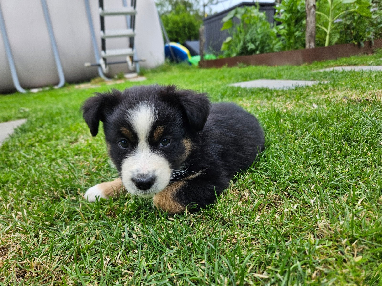 Mini Australian/American shepherd pups te koop, Parvo, Overige rassen, 8 tot 15 weken, Meerdere