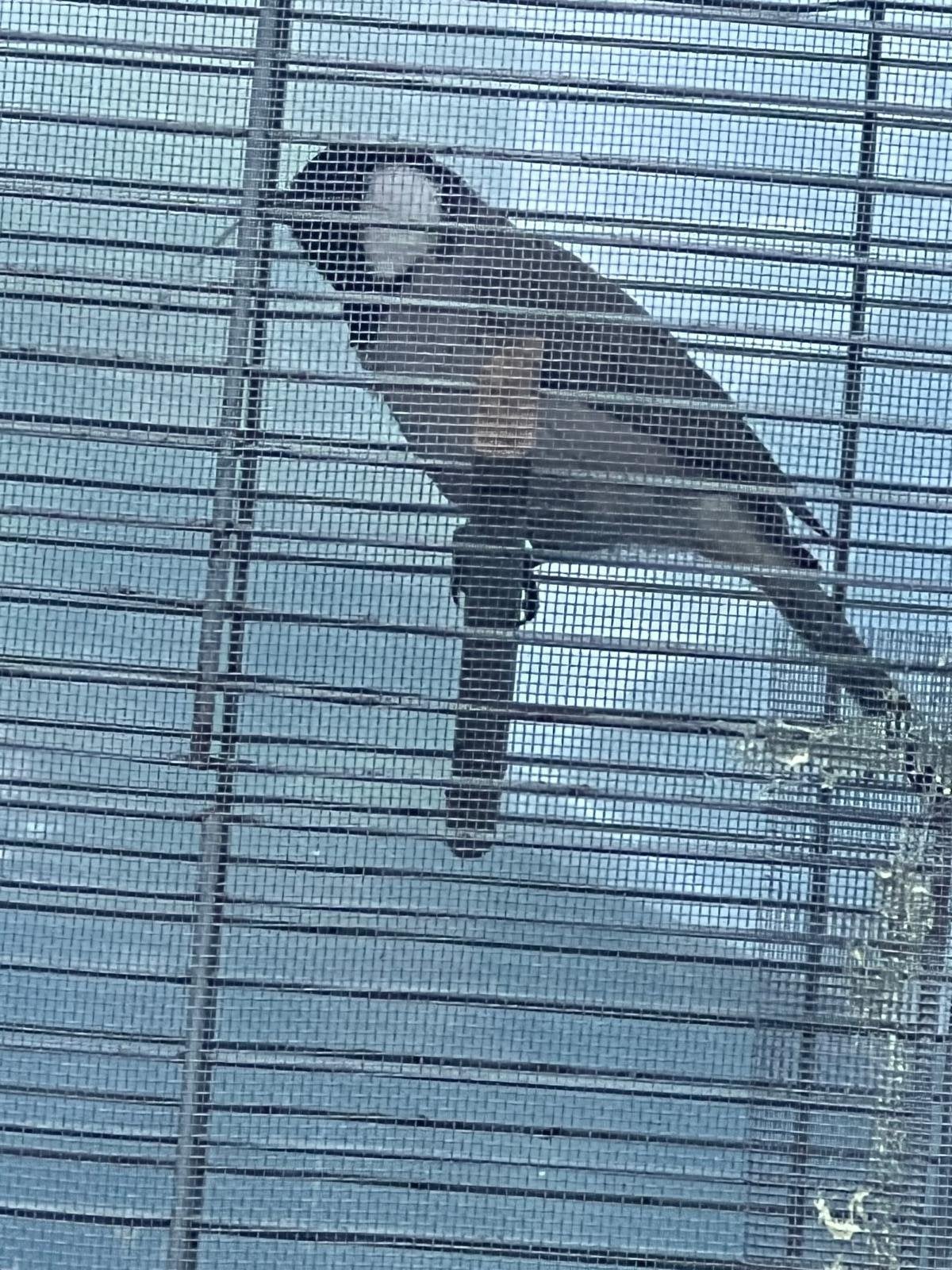 Irakese buulbuul koppel, Dieren en Toebehoren, Meerdere dieren, Geringd