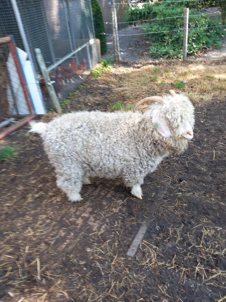 Angora geit/ Angorageit, Vrouwelijk, Geit, 3 tot 5 jaar