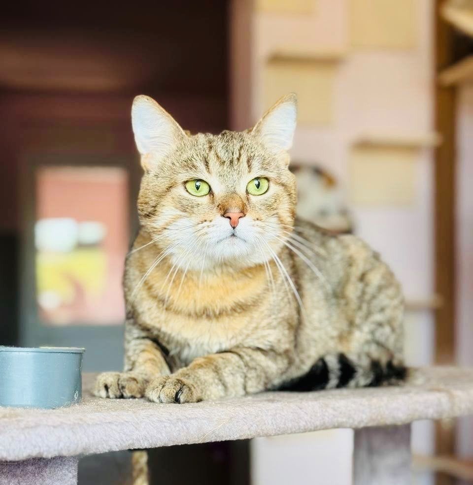 Knuffelen? Ik!, Kater, Kortharig, 0 tot 2 jaar