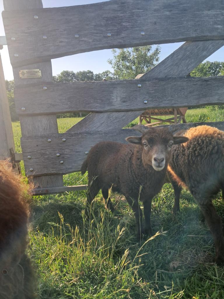 Prachtig Ouessant rammetje, Dieren en Toebehoren, Schapen, Geiten en Varkens, Mannelijk, Schaap